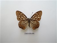 藏品(紅星脈蛺蝶)的圖片